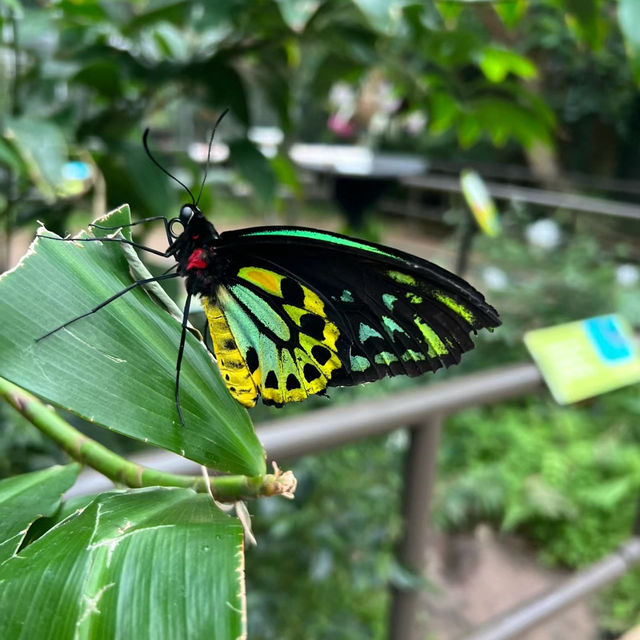 【吉隆坡】馬來西亞國家動物園～迷人野生動物