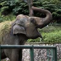 上海動物園：生機盎然，回歸自然的夢想