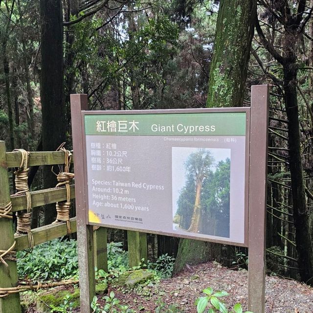 神木之鄉：阿里山森林遊樂園