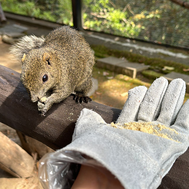 岐阜縣岐阜城半日遊｜松鼠館、金華登山纜車、美食午餐