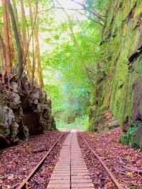 一度は行きたい世界遺産🌲屋久島🌲