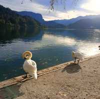 Lake bled is so beautiful in autumn 