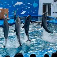 仙台景點｜冬季限定東北企鵝大暴走—仙台海洋森林水族館