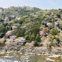 Blossoms on Rails: A Magical Ride on the Sagano Romantic Train!