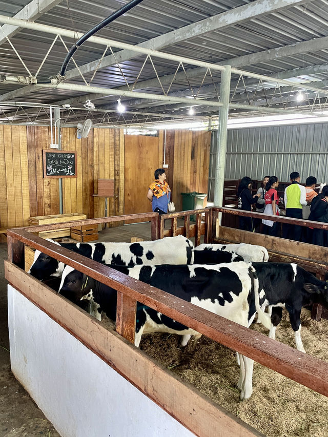 沙巴 | 到奶牛農場餵飼小動物 兼試超濃郁牛乳雪糕🐮