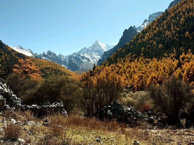 Best Autumn Viewing Experience 2/3 [Xiannairi Snow Mountain, Yading Nature Reserve]