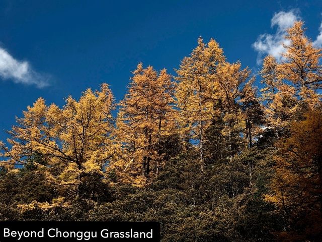 Best Autumn Viewing Experience 3/3 [Beyond Chonggu Grassland, Yading Nature Reserve]