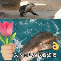 澳大利亞/塔龍加動物園旅遊攻略