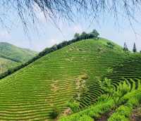 竹林茶園，如入幽谷—安吉老莊山居