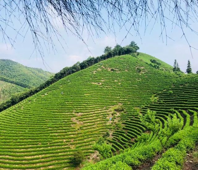 竹林茶園，如入幽谷—安吉老莊山居