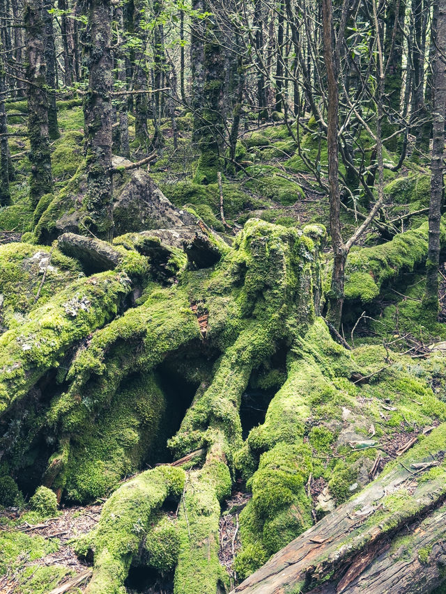 涼山人的落基山｜西昌螺髻山