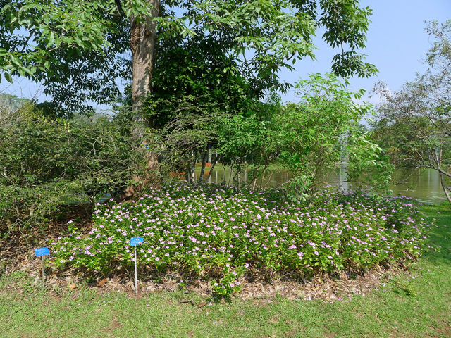 熱帶植物園·百花園——花的海洋。