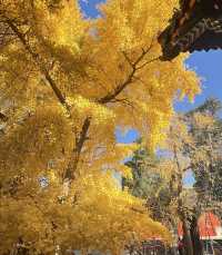 今日古剎，承恩寺。