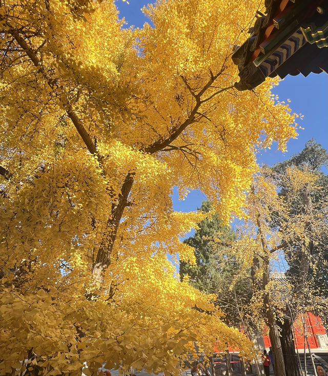 今日古剎，承恩寺。