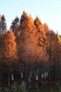 昆明進入油畫季｜呈貢果林水庫紅杉林