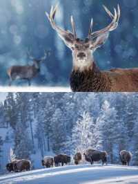 Winter Wonderland in Yellowstone National Park: A 5-Day Detailed Guide!