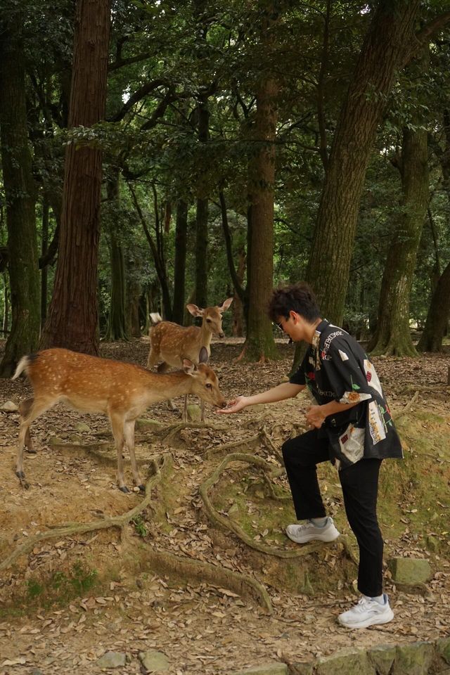 與小鹿親密接觸！奈良一日遊全攻略