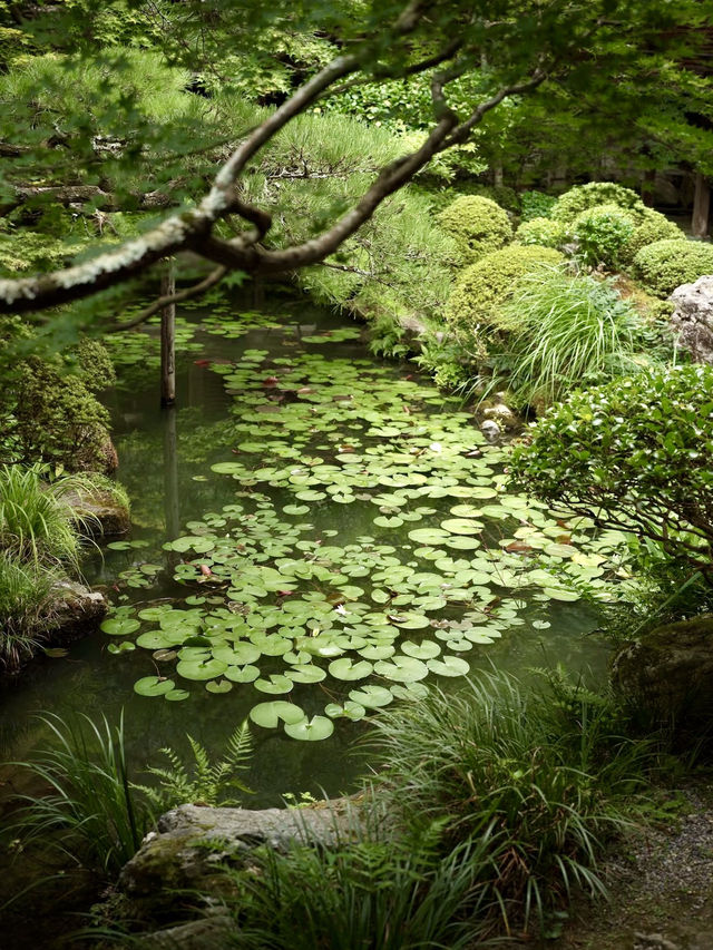 紅葉禪意：永觀堂的靜謐時光