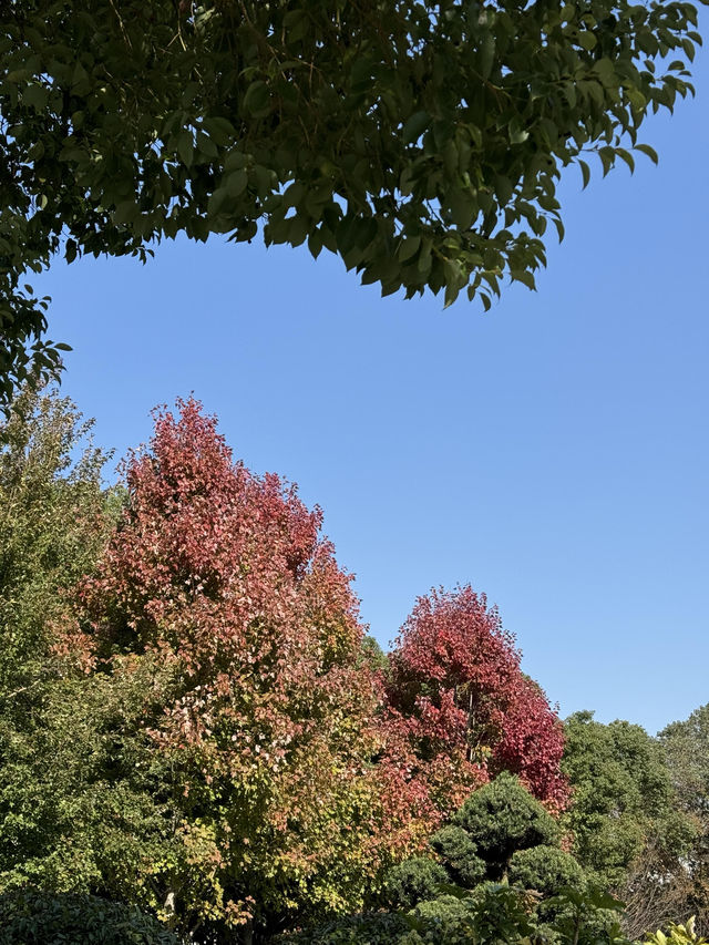 我宣布！這就是上海最寧靜的公園