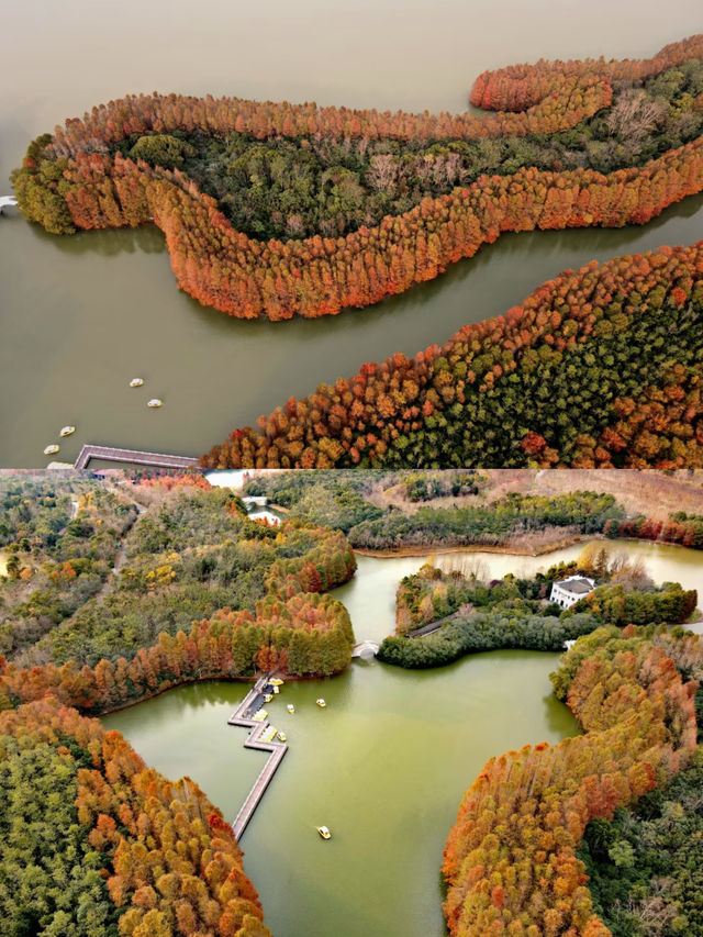 上海海灣國家森林公園