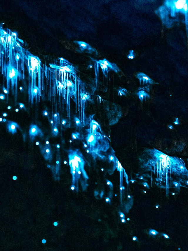 Comparison between North or South Island, Glowworm Caves in New Zealand