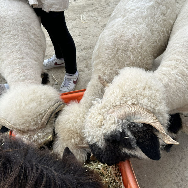 廢物媽媽農場，近距離接觸友善動物