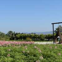 "Chiang Mai's flower farms: a feast for the eyes and a balm for the soul. Nature at its finest!