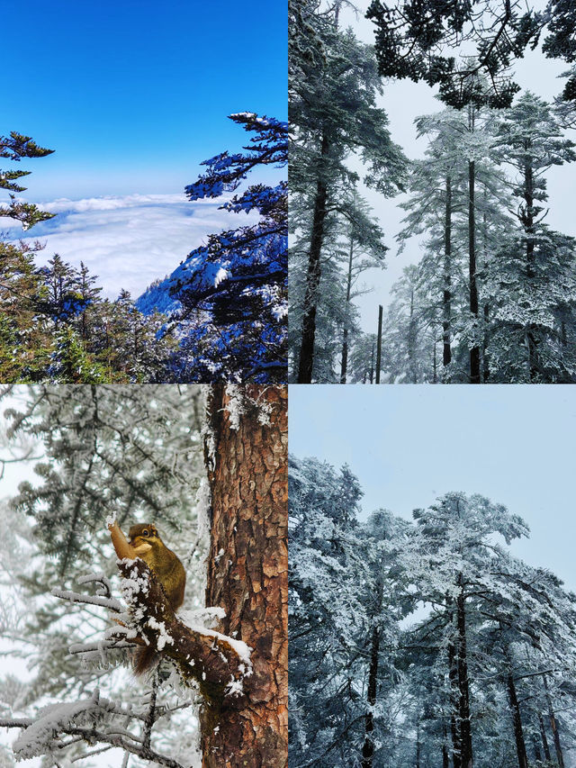 成都西嶺雪山上！雪景真的好靚啊！！