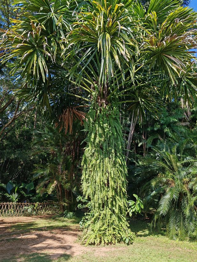 打卡西雙版納中科院植物園