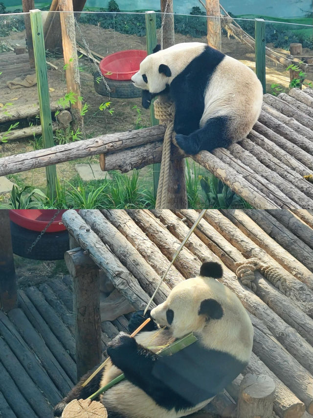 冬日探秘大連森林動物園，動物萌態百出！