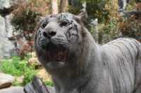 南京紅山森林動物園