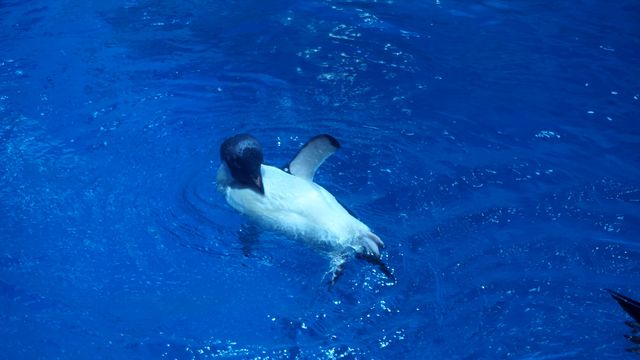 上海海昌海洋公園探秘之旅