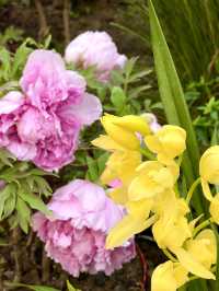 三九首日 邂逅鮮花綻放 景山公園