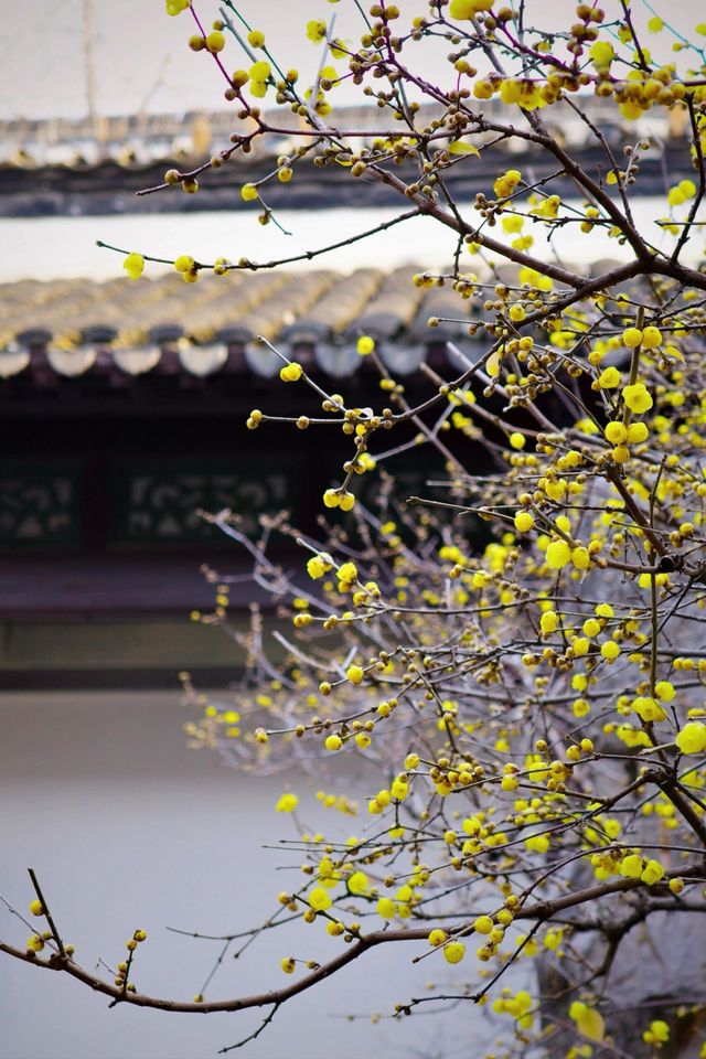 南京瞻園|蠟梅進入最佳觀賞期，夜景更美