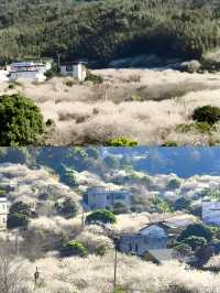 又是一年梅花香（從化免費梅花盛開時）