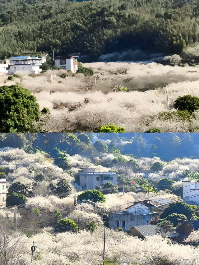 又是一年梅花香（從化免費梅花盛開時）