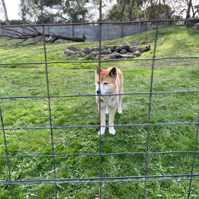 Wildlife sanctuary in Melbourne!