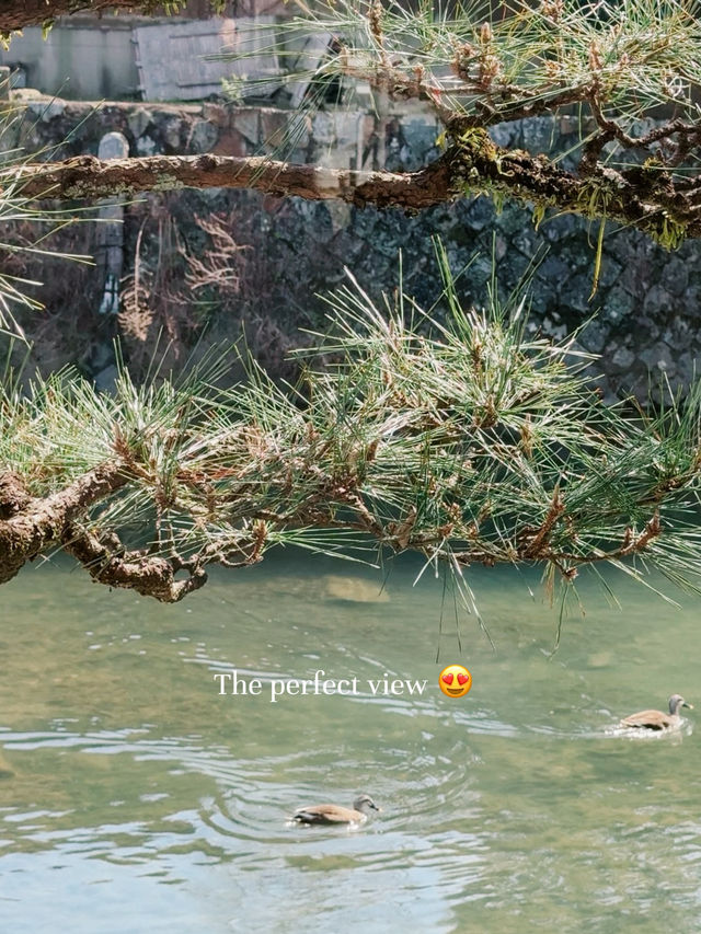 Lunch by the river in Kyoto, Japan 🇯🇵🎋🦢