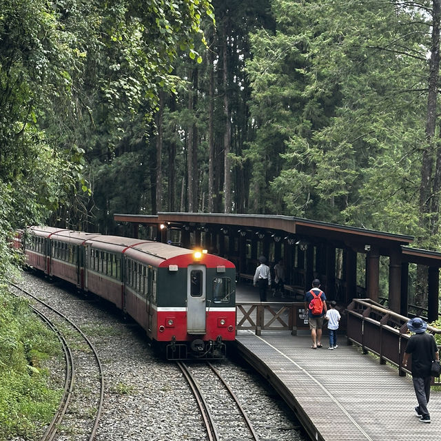 阿里山神木線