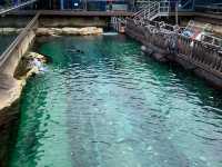 SEA LIFE Sydney Aquarium