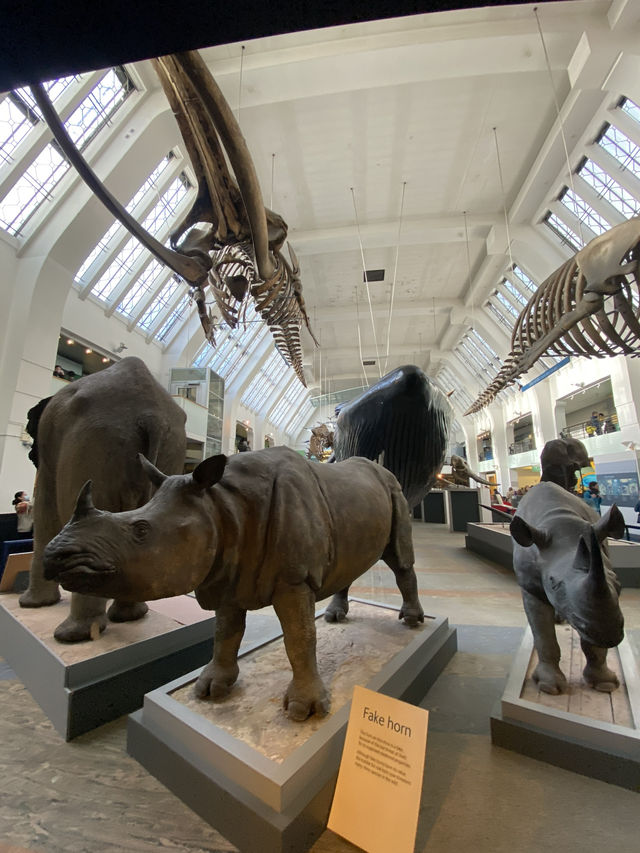 Step Back in Time:Natural History Museum