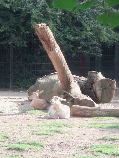 超大動物園～一次過看過夠