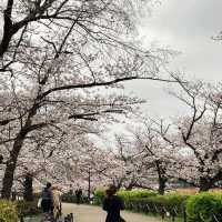 東京景點｜巧遇櫻花盛開~東京賞櫻勝地上野恩賜公園