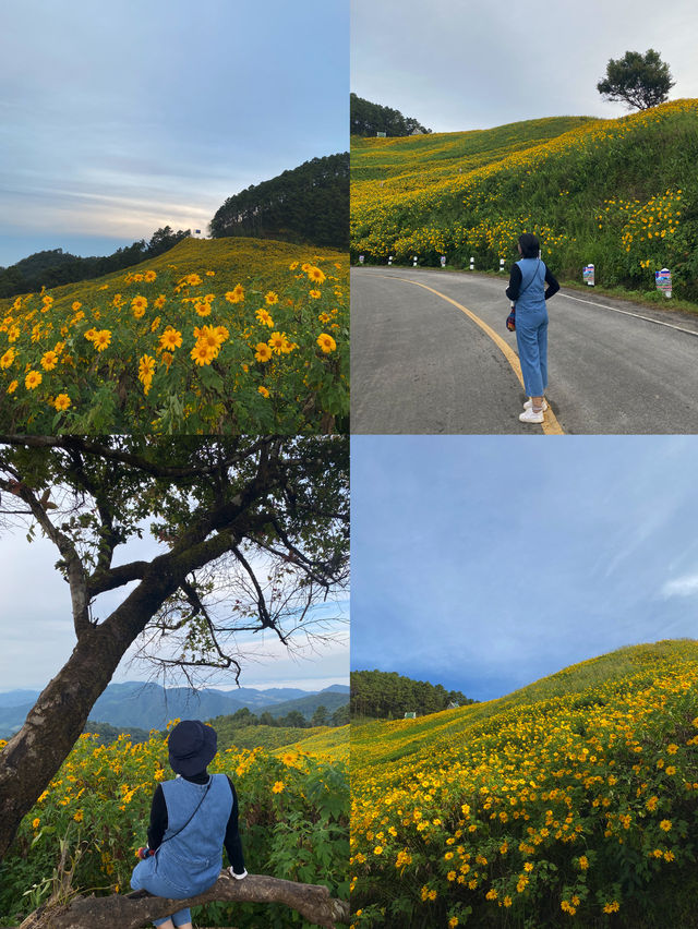 ทุ่งดอกบัวตอง | แม่ฮ่องสอน ⛰️🌼🌿🌳