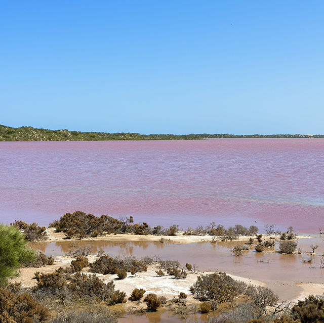 Pink lake in Perth