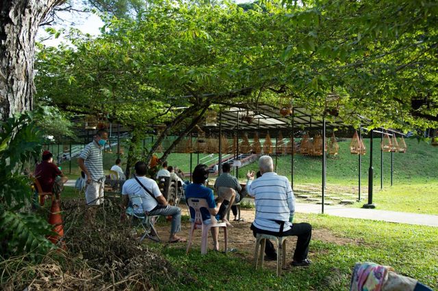 Birds telling your fortune in Singapore - Kebun Baru Birdsinging Club