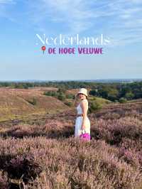 Heather is in Full Bloom at The Veluwe