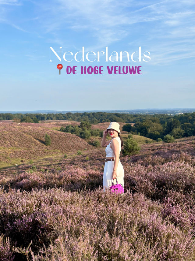 Heather is in Full Bloom at The Veluwe