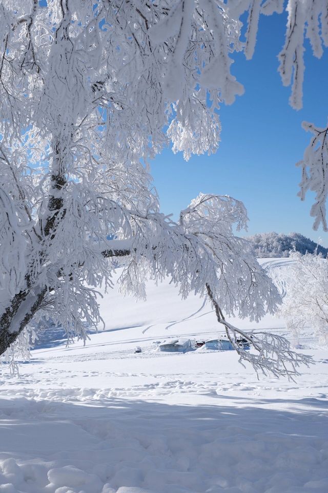 雪谷太美了，下次不會來了