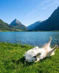 🌸 Let the scenery and the adorable samoyeds take your breath away.